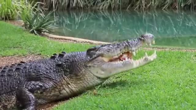 Sound Of This Crocodile Crushing a Bone