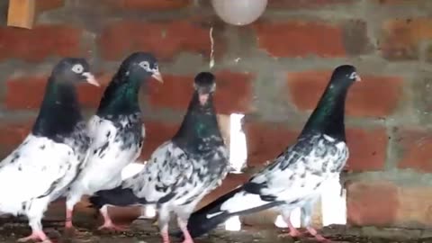 Beautiful pigeon breeder pair best flying