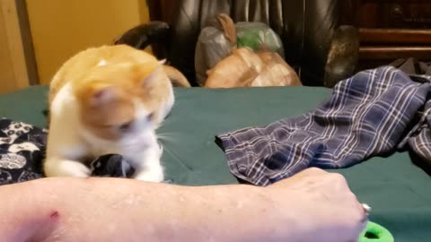 Sometimes you just have to settle?