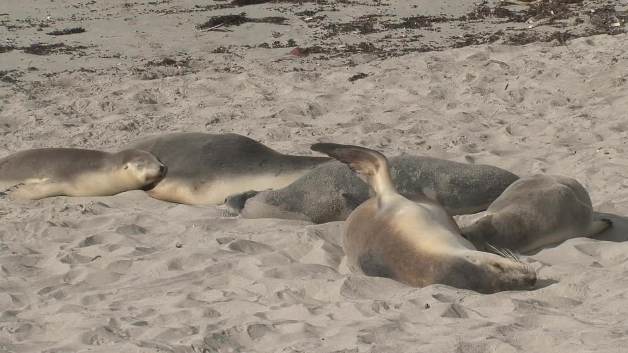 Sea Lions sleeping in the sand