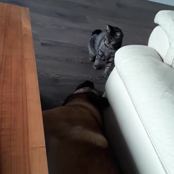 Silver needs to play but Oscar sleepy