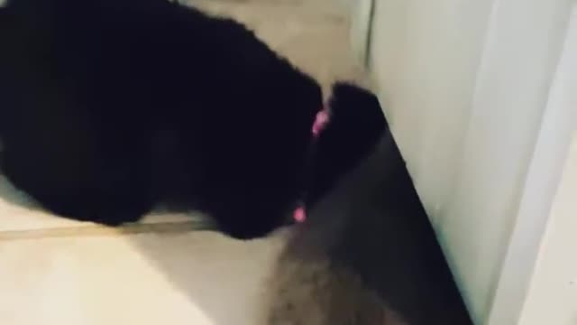 Kitten and her binkie