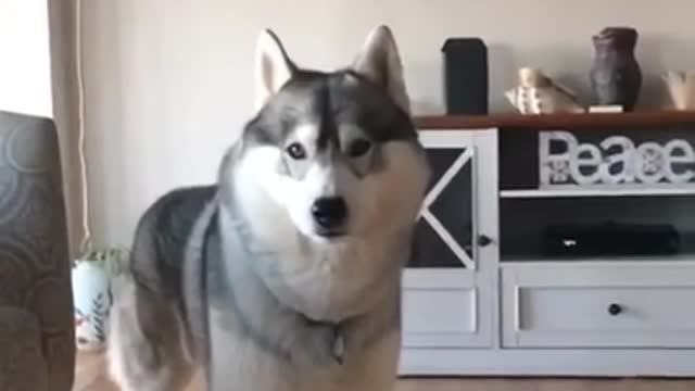 Adorable and funny Huskies compilation you will replay over and over again!