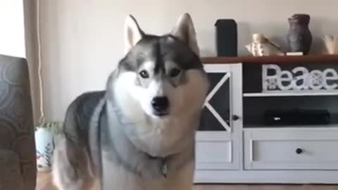 Adorable and funny Huskies compilation you will replay over and over again!