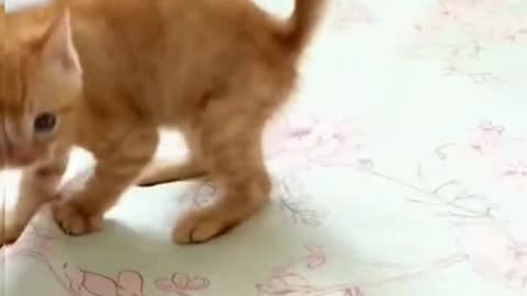 The kitten is awesome.