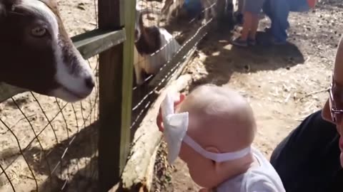 Funny babies at zoo