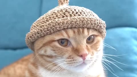 Cat cute