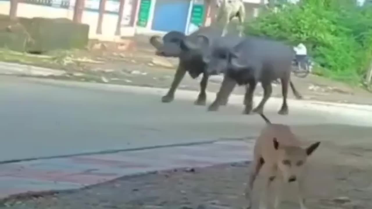 Dog standing on buffalo # looks like dog King 👑 for buffalo , dog boss life