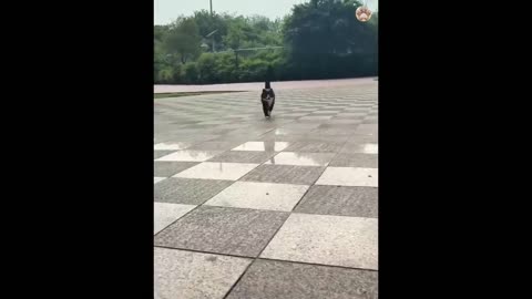 Funniest Animals 2023 😂 New Funny Cats and Dogs Videos 😻🐶