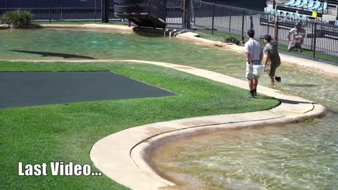 Monty taking his prize home before he eats it _ Croc Show _ Australia Zoo