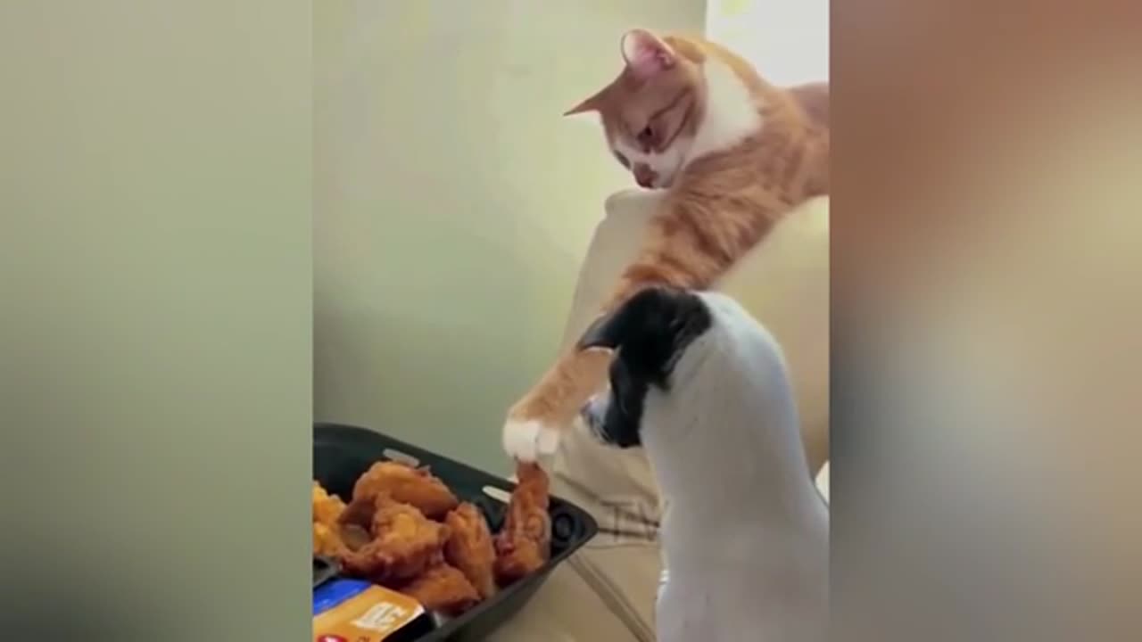 Funny cat video of all time