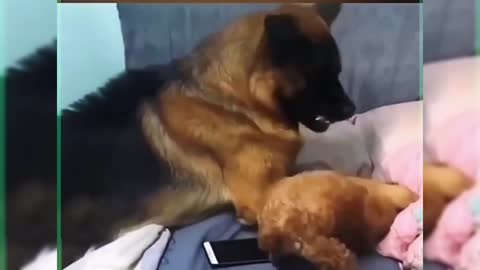 Cute pet funny moment