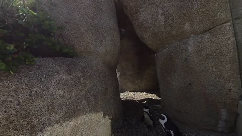 San Diego Zoo penguins in vr180