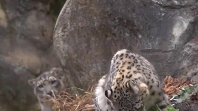 Wild animals zero distance animal snow leopard