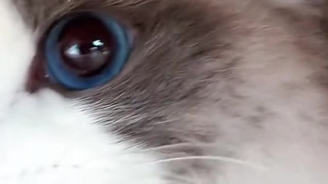Cat drilling a hole It's so cute.#cat #cats#catstagram #Love #cute #of #pet #catlover #kitty