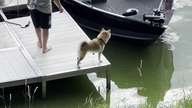 Shiba Inu Falls Off Dock