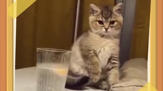 kitten
