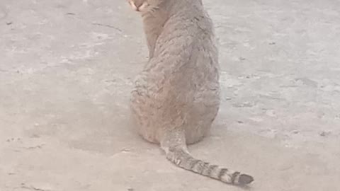 A cat trying to get a girl 🐈🧐