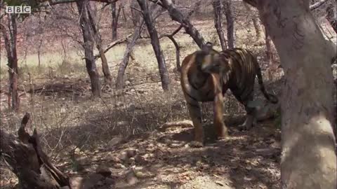 Tiger Grieves Her Dead Mate - BBC Earth_Cut