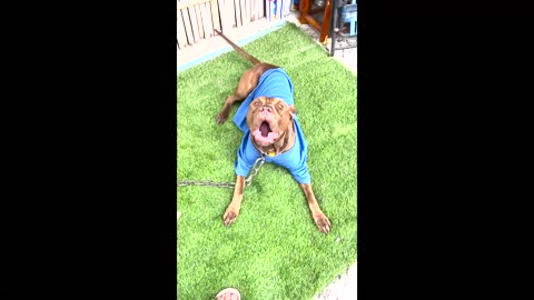 #Shorts #funnydogvideos # pitbulldog Hulk baking