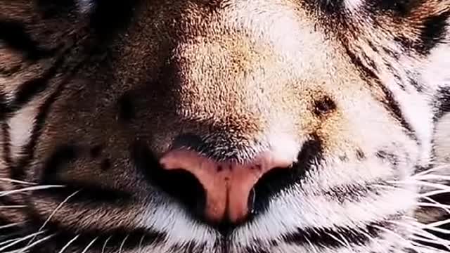 Animal Animal picture tiger