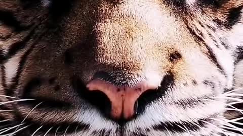 Animal Animal picture tiger