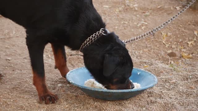 View of black puppy Rottweiler tied with chain eating rice