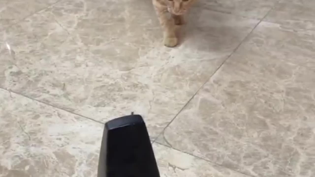cute meow