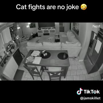 Cat fights are no joke