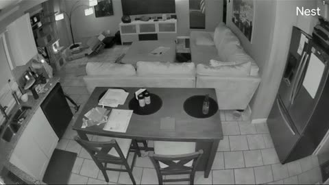 Cat fights are no joke