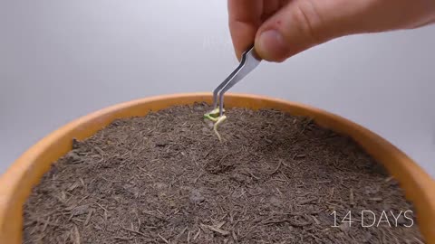 Growing LEMON TREE Time Lapse