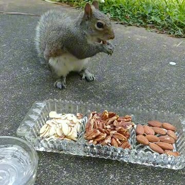 Mika The Squirrel having a variety of nuts without shell🐿️💖🐾!!!
