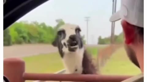 To zebra tocking in forest