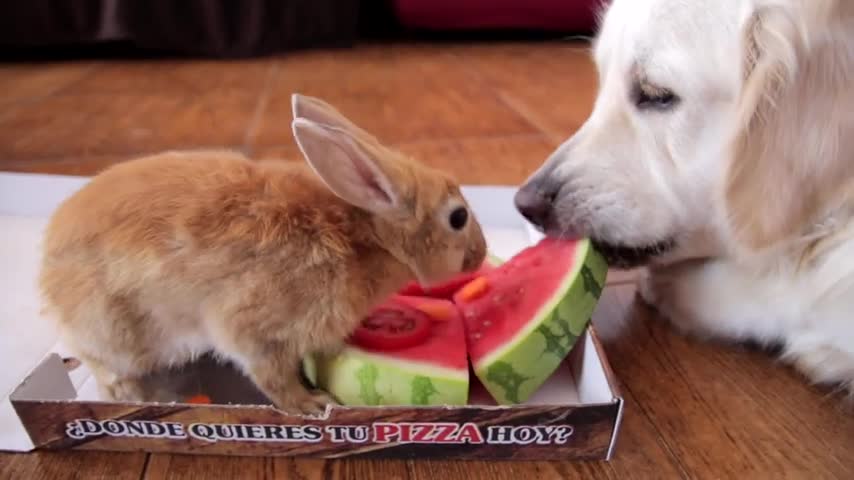 Funny Dog and Cute Rabbit Eat Pizza [WITH FUNNY COMMENTS]