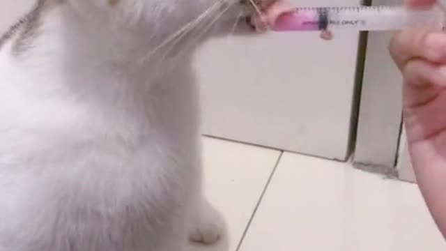 persuading cat to take medicine