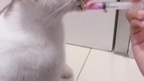 persuading cat to take medicine