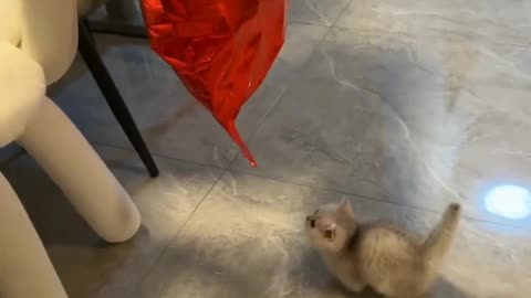 Funny cat video cute cat video