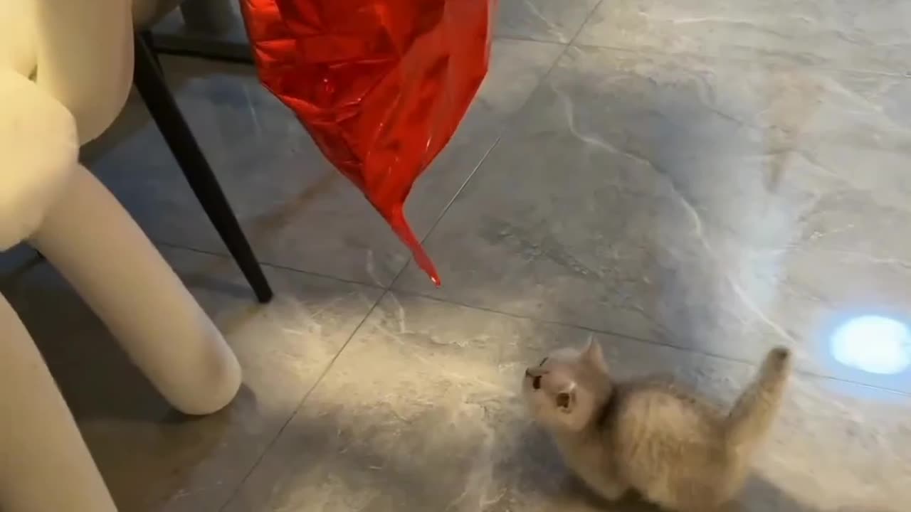Funny cat video cute cat video
