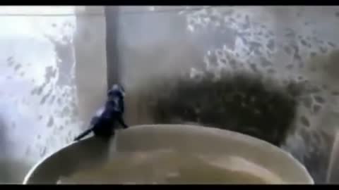 Epic Cats Hate Falling in Water