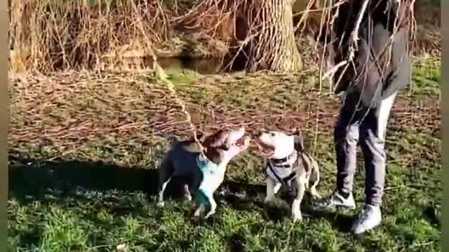 Afternoon out with my mate's dogs. #animals #doga#walking#