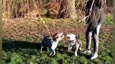 Afternoon out with my mate's dogs. #animals #doga#walking#