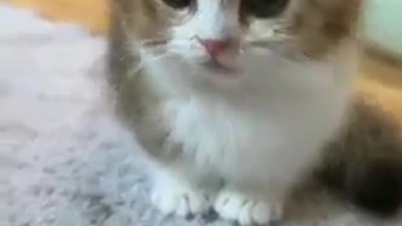 Funny cat