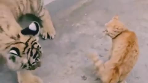 Cub and a cat 🐈 funny fight 😆