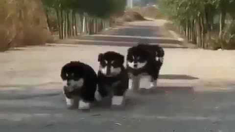 "Pawsitively Adorable: A Parade of Precious Puppies"