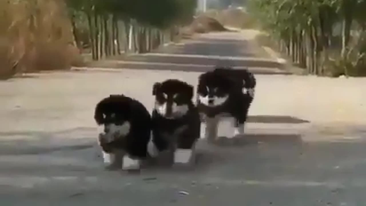 "Pawsitively Adorable: A Parade of Precious Puppies"