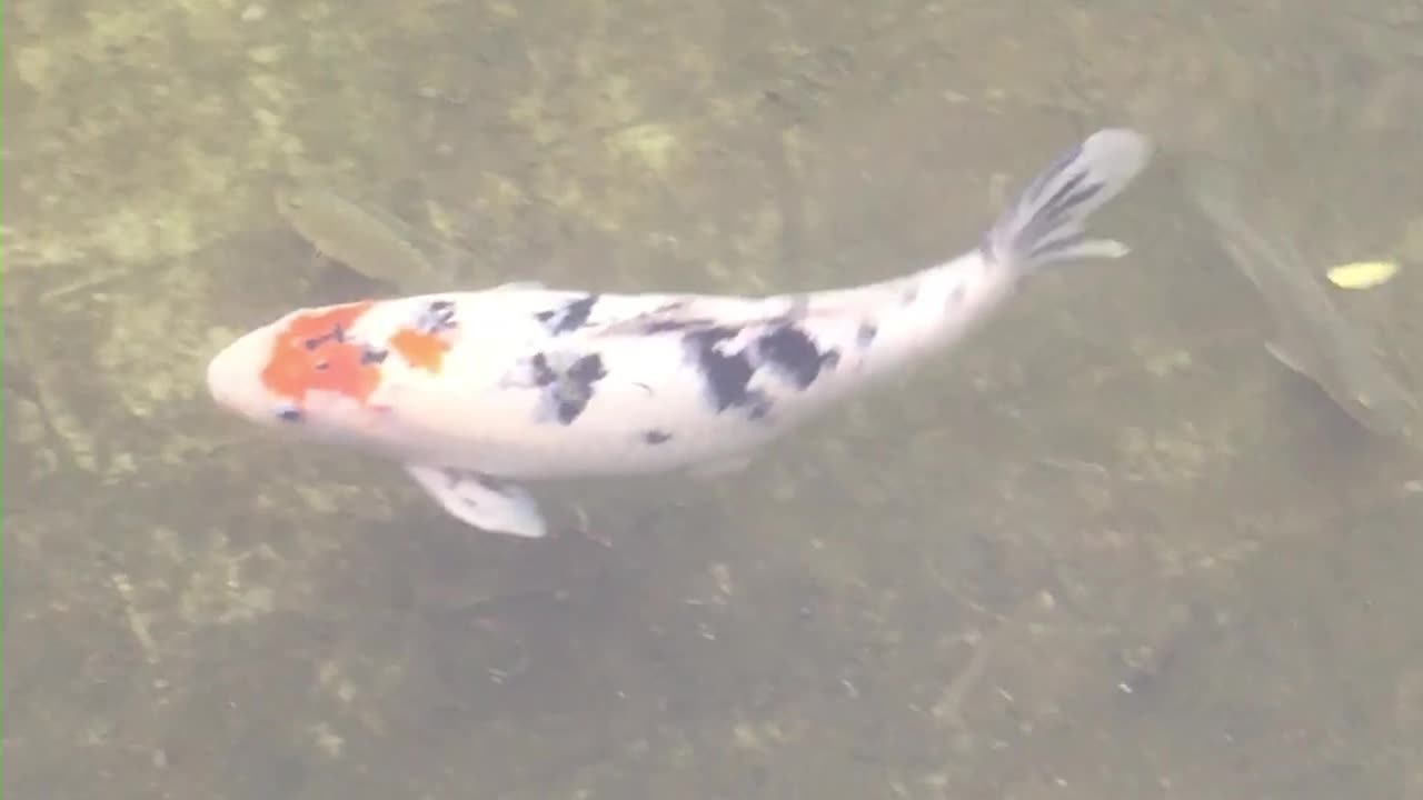 Ying Yang Koi fish swimming in pond