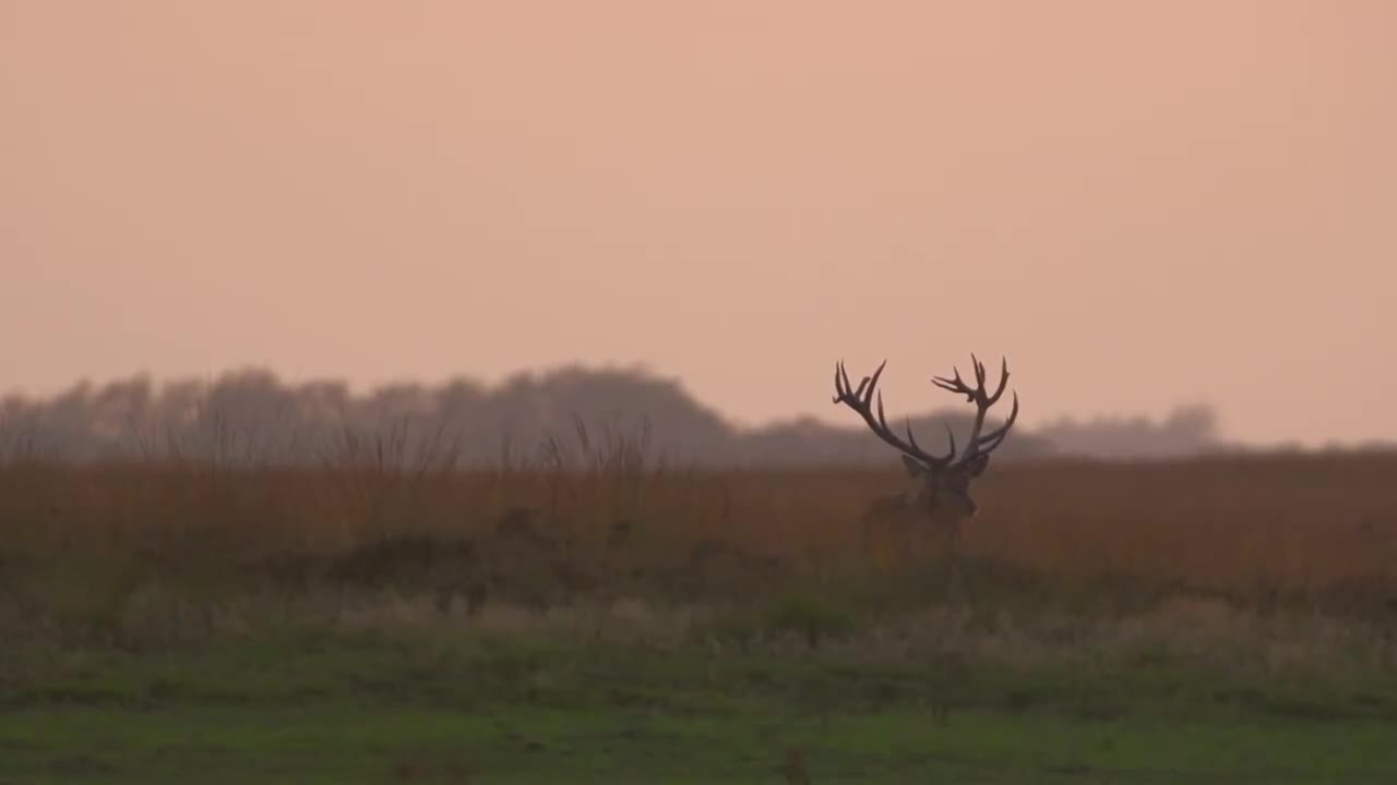 Red Deer Rut