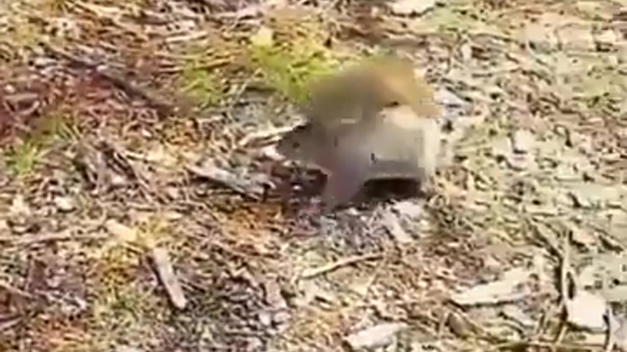 A mother squirrel who never gave up on her child