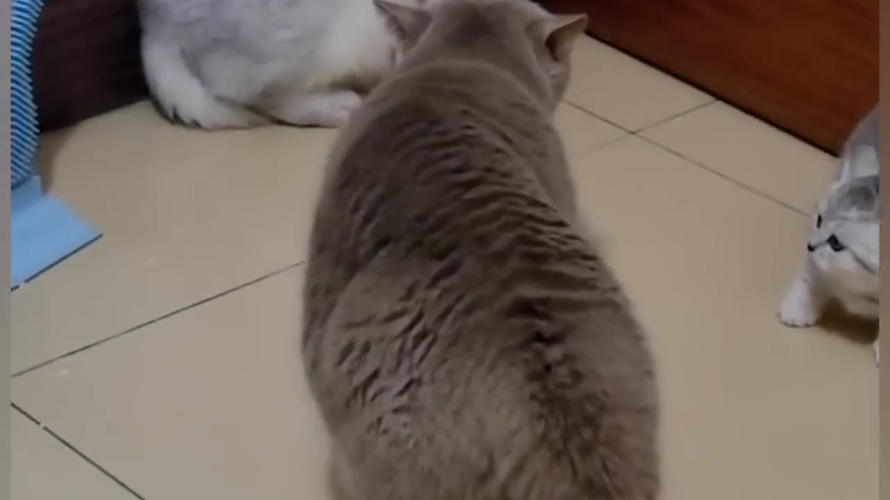 Cat's Fight Funny 😂