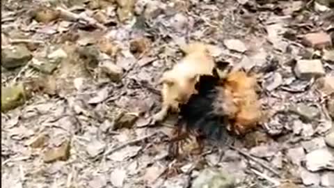 Chicken VS Dog Fight Funny Dog Fight Videos